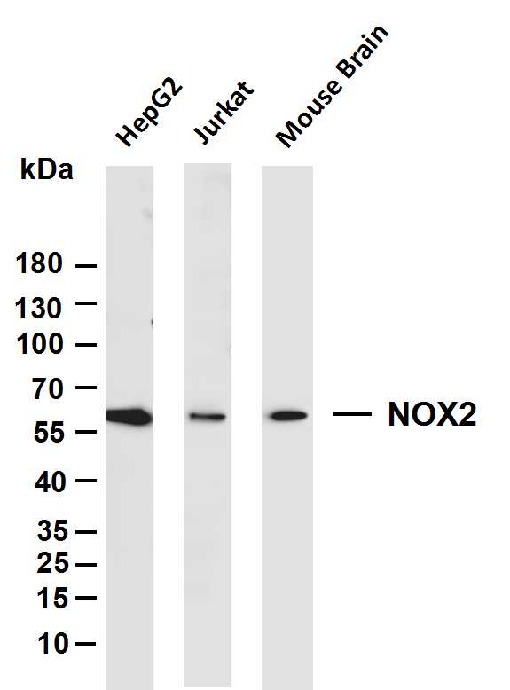 NOX2 (PT0125R) PT® Rabbit mAb