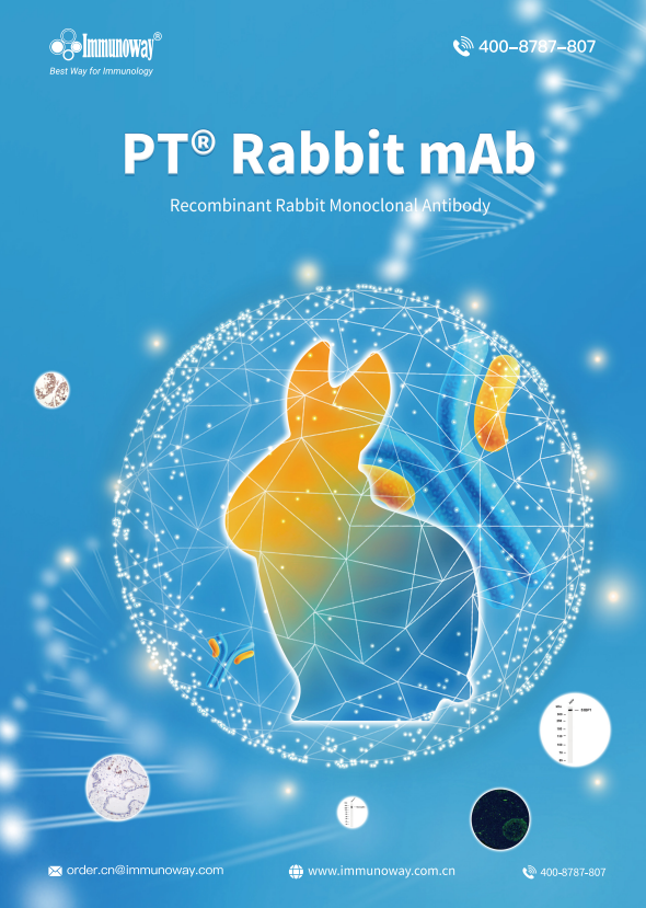 兔重组基因工程抗体PT® Rabbit mAb、兔单抗折页