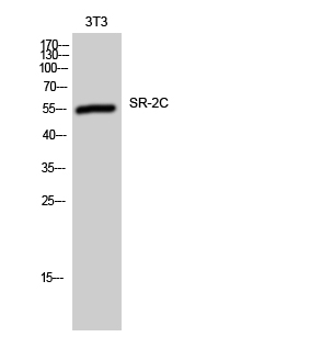 SR-2C Rabbit pAb - 产品 - Immunoway 中文官网